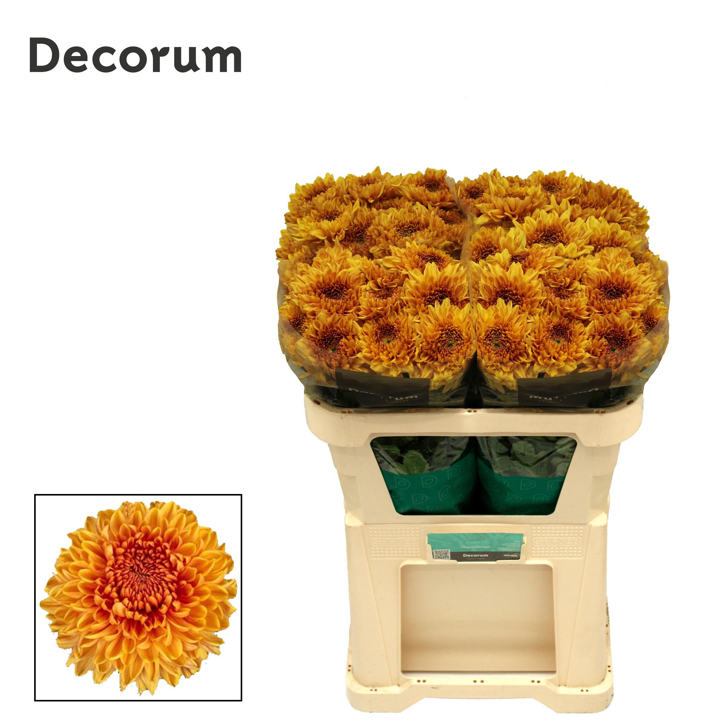 10x Chrysant jackfruit g 70cm