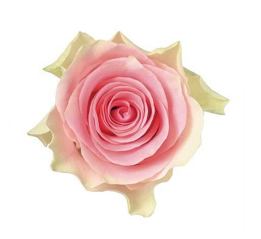 20x Rosa top gear! 40cm