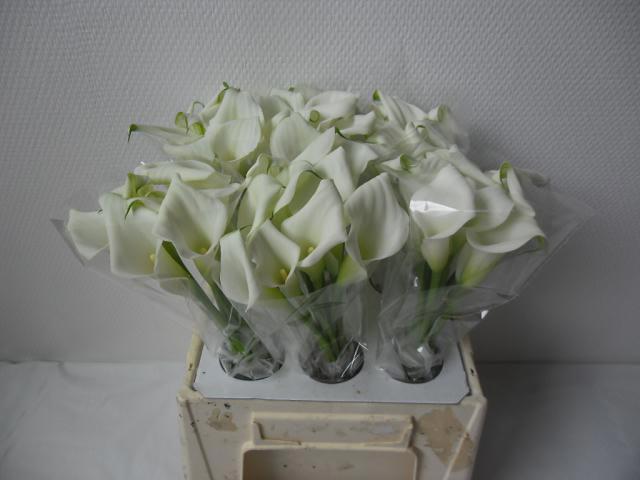 10x Zant.crystal blush 40cm