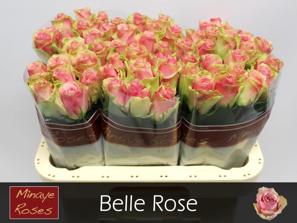 20x Rosa belle rose 60cm
