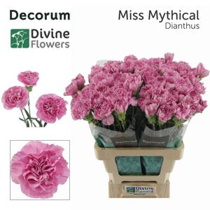 20x Dian.st.miss mythical 60cm