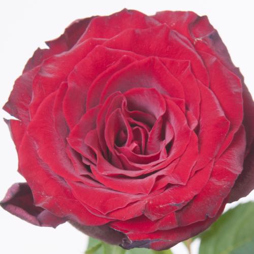 20x Rosa monte carlo 60cm