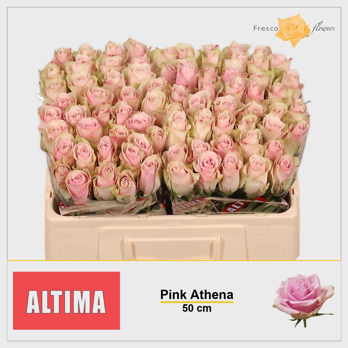 20x Rosa pink athena 50cm