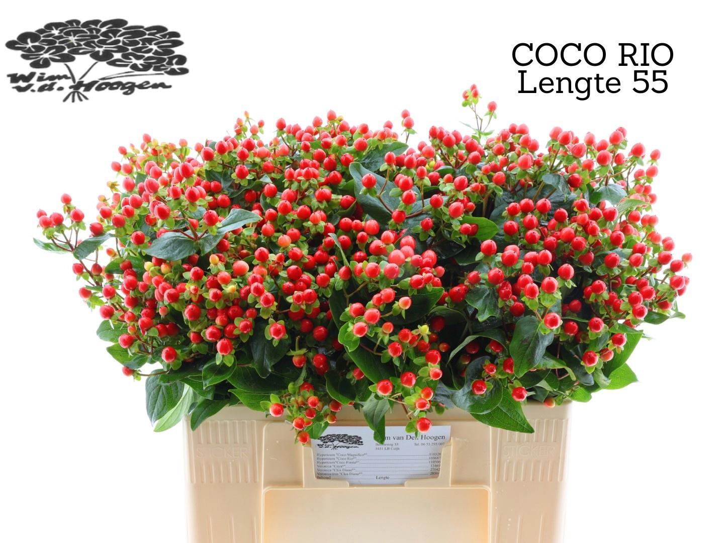 20x Hyper.coco rio 50cm