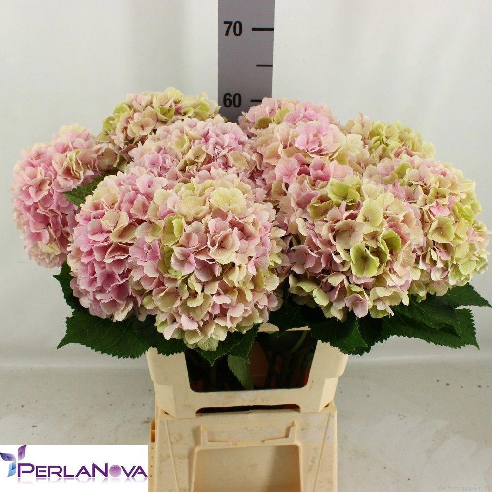 5x Hydr.verena classic 60cm