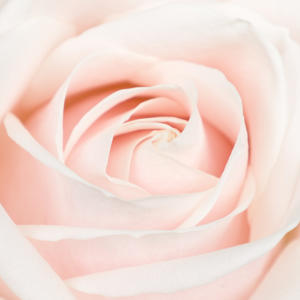 10x Rosa lovely avalanche 60cm