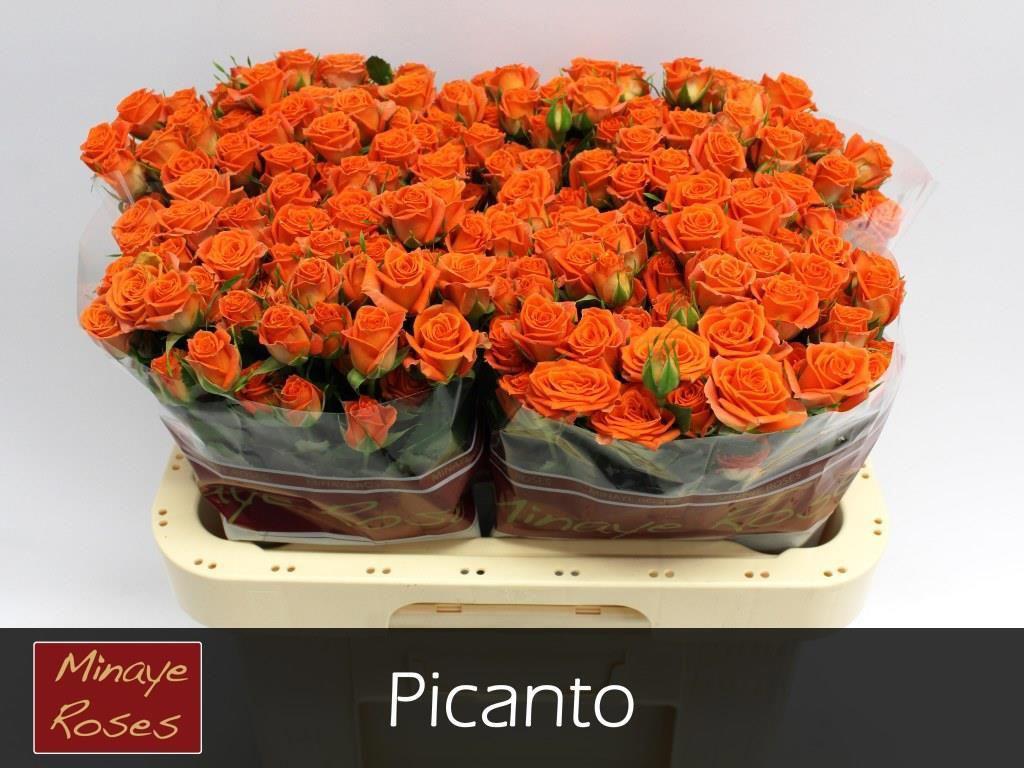 10x Rosa picanto 60cm