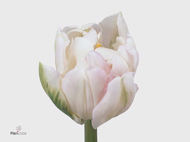 50x Tulipa 5 wit du 30cm