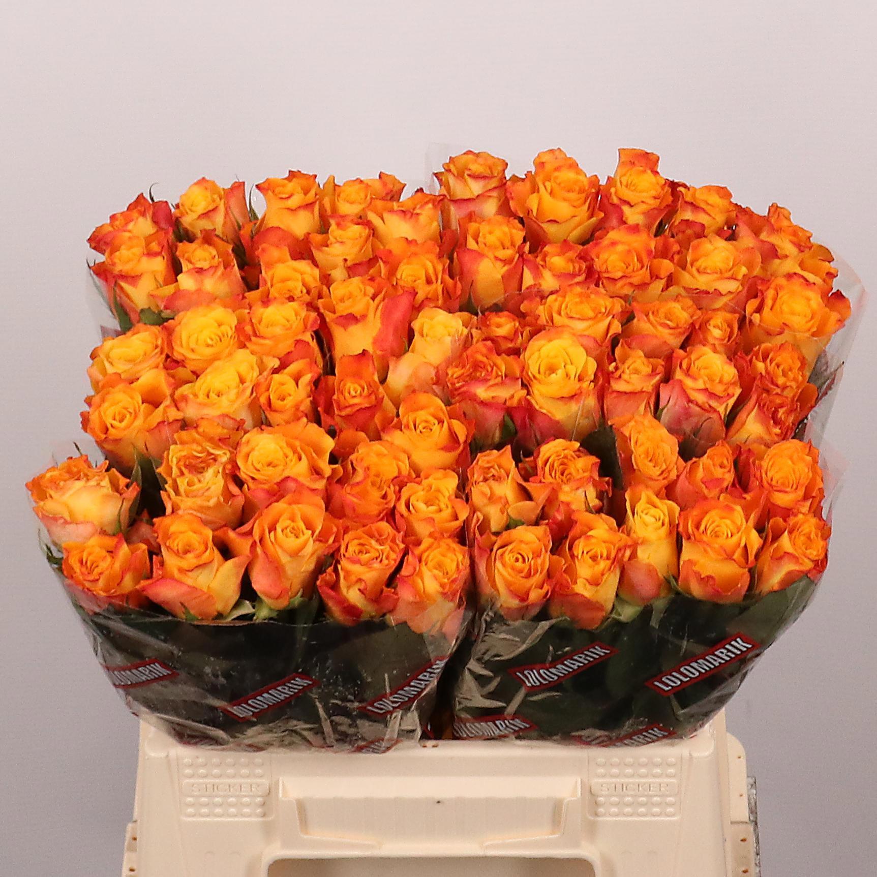 20x Rosa marie-claire! 40cm