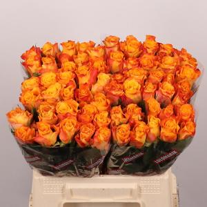 20x Rosa marie-claire! 40cm