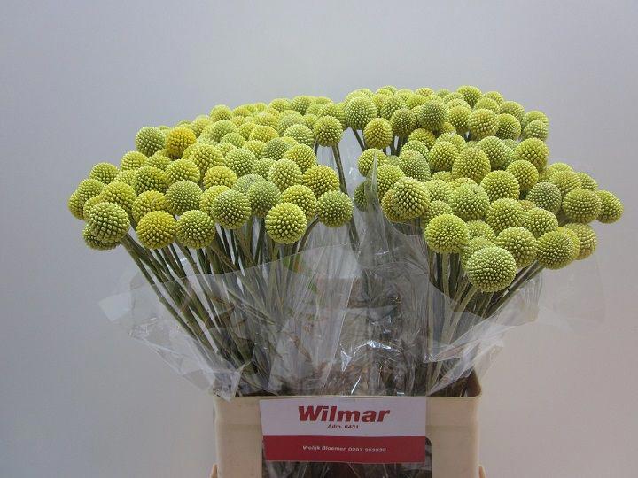 50x Craspedia 60cm