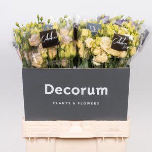 70x Eust.mix var.du 60cm
