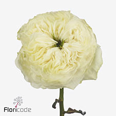 10x Rosa lotti+ 40cm