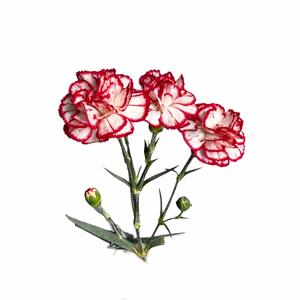 200x Dian.tr.minueto 50cm