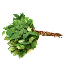 5x Sg salal tip air