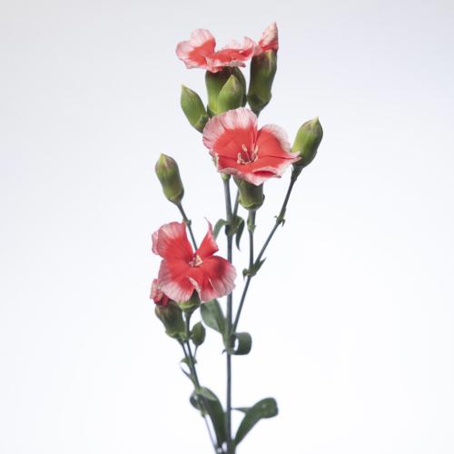20x Dian.tr.solomio riv 60cm