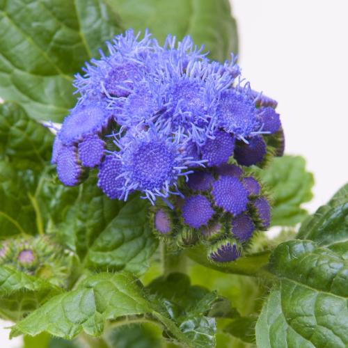 10x Ageratum blue planet 60cm