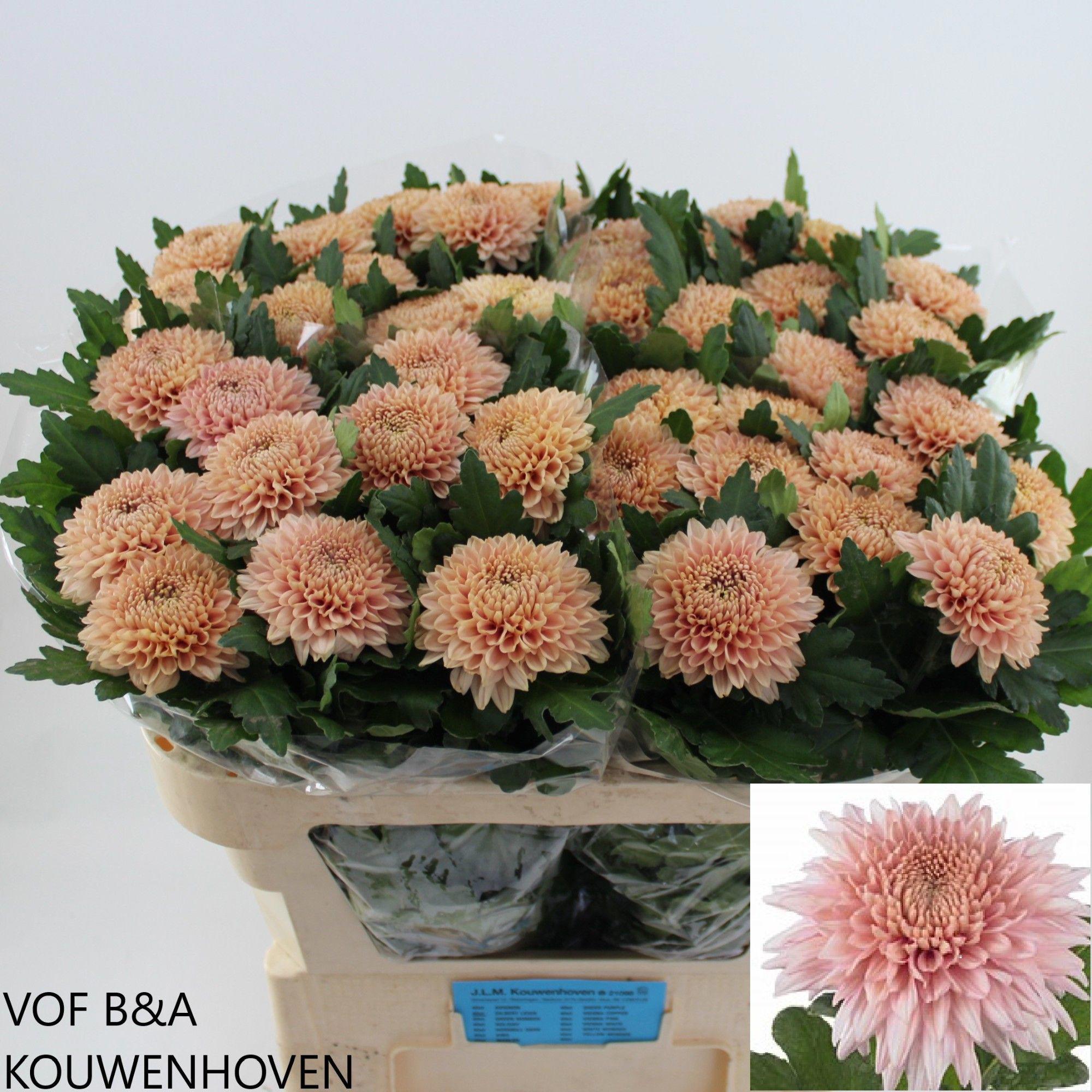 10x Chrysant mariëlle 70cm