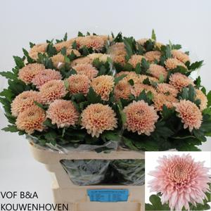 10x Chrysant mariëlle 70cm