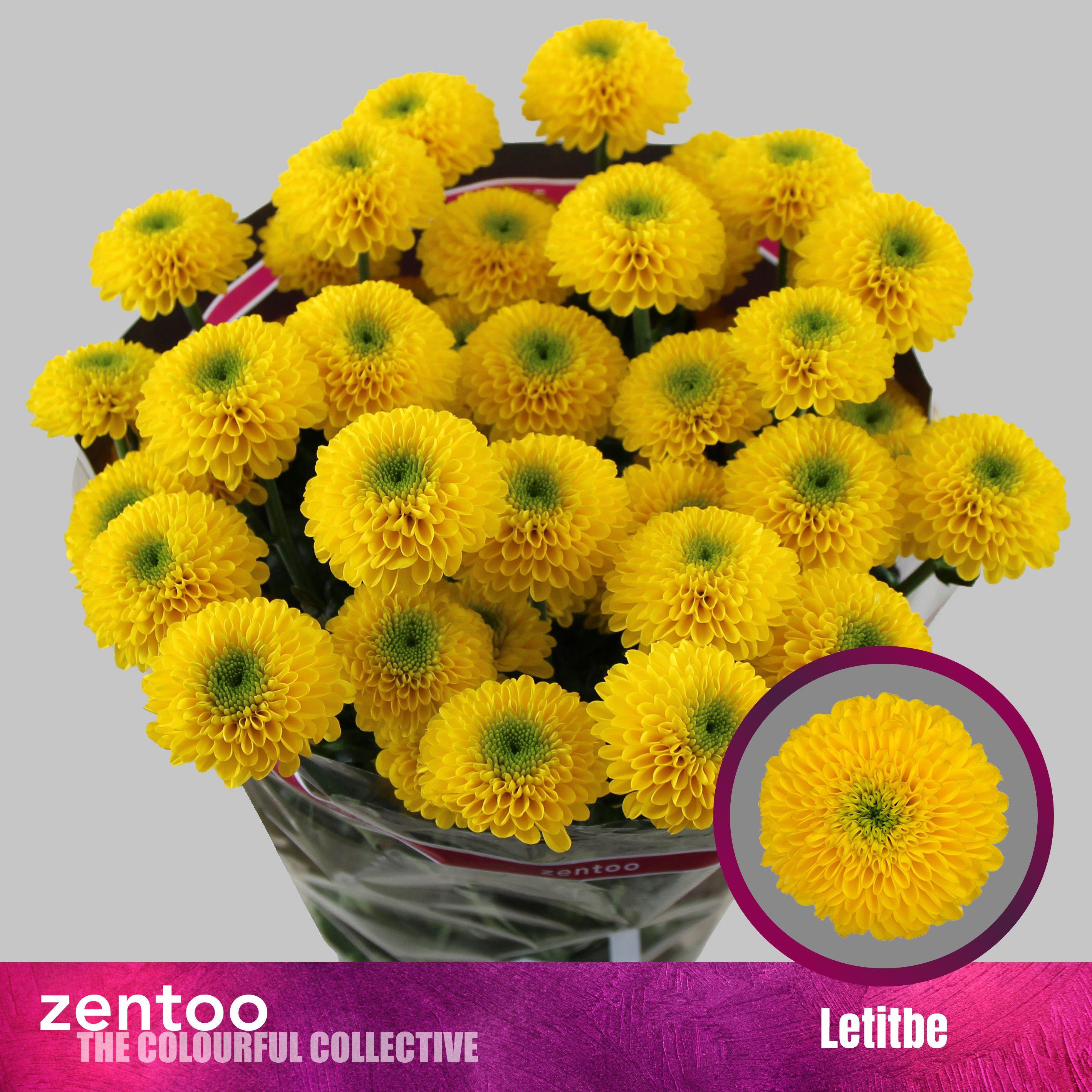 10x Chrysant letitbe 70cm