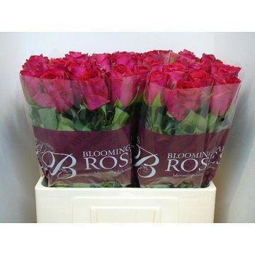 20x Rosa madam cerise 60cm
