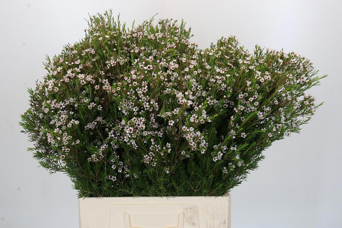10x Glad.live oak 80cm