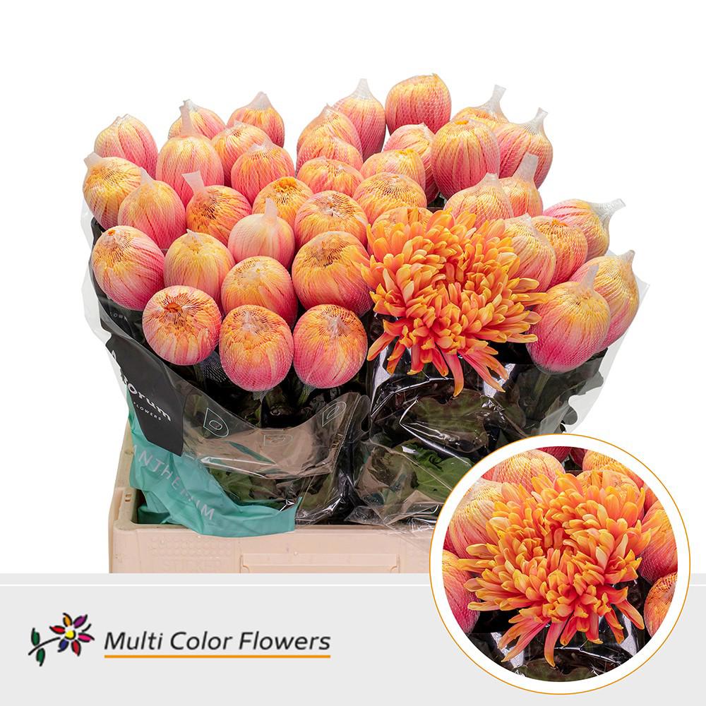 10x Chrysant antonov sunshine 70cm