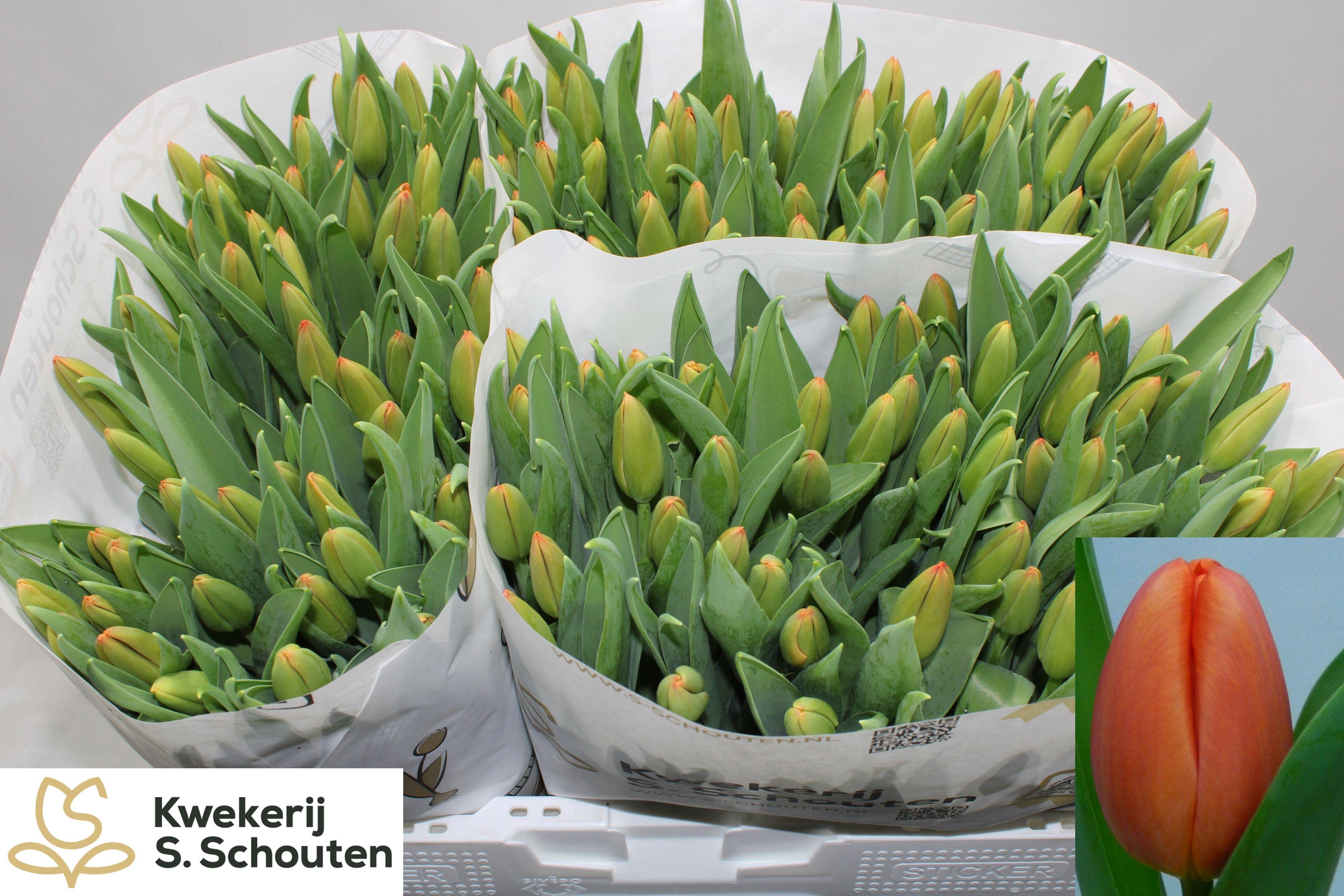 50x Tulipa orange juice en 40cm