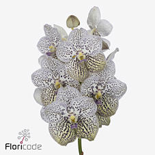 16x Vanda purple confetti 10cm