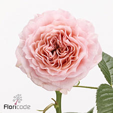 10x Rosa elena 50cm