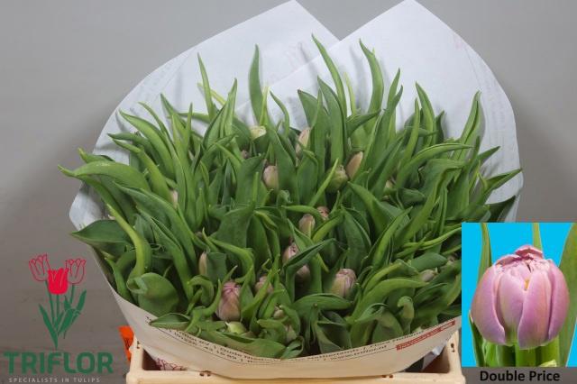 50x Tulipa double price du 30cm