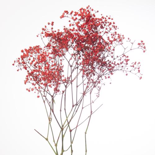 25x Gipskruid m.stars rood 80cm