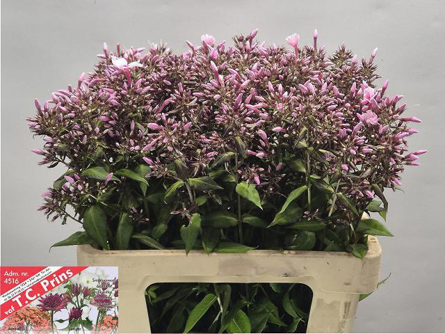 20x Phlox br.eyes 60cm