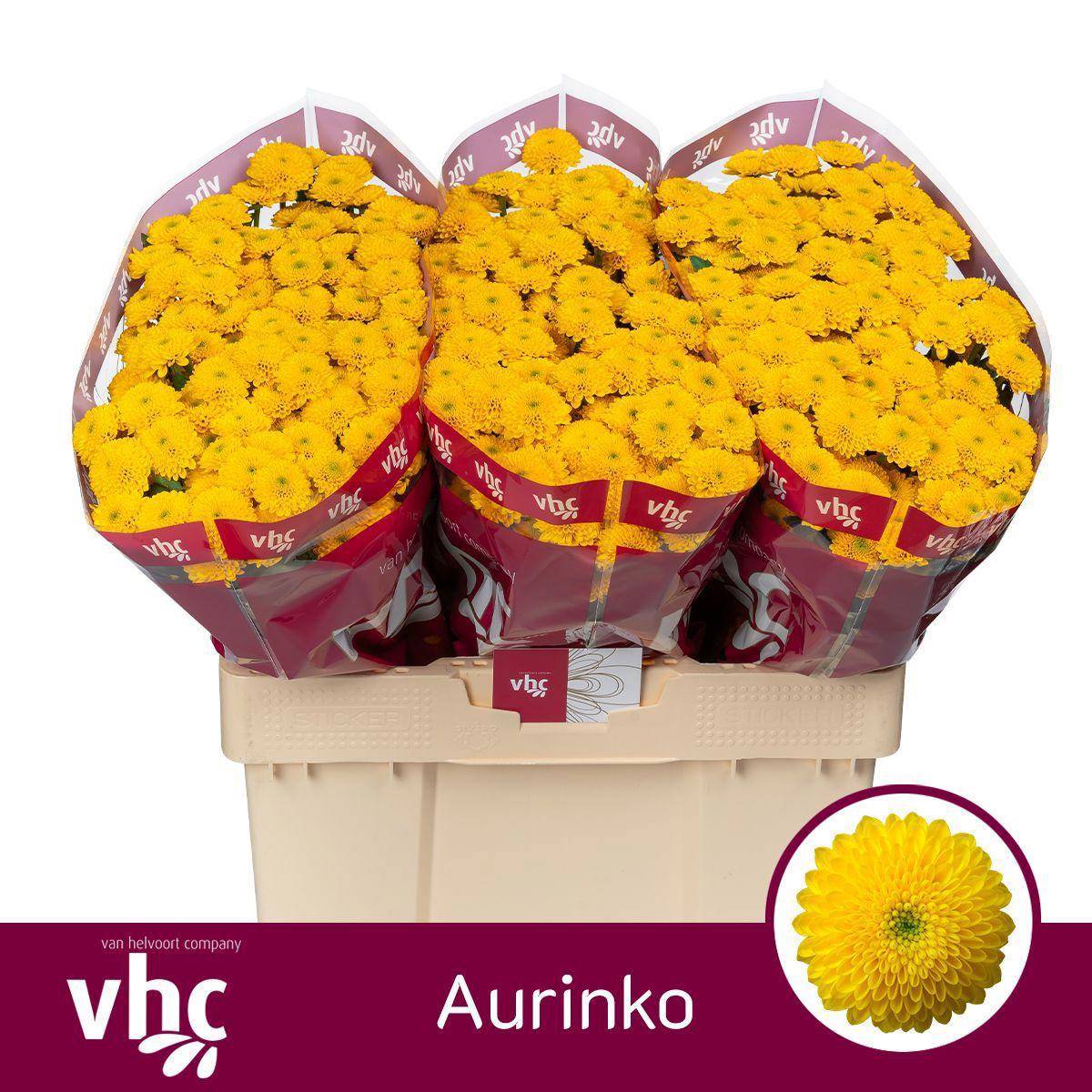 25x Chrysant san.aurinko 50cm
