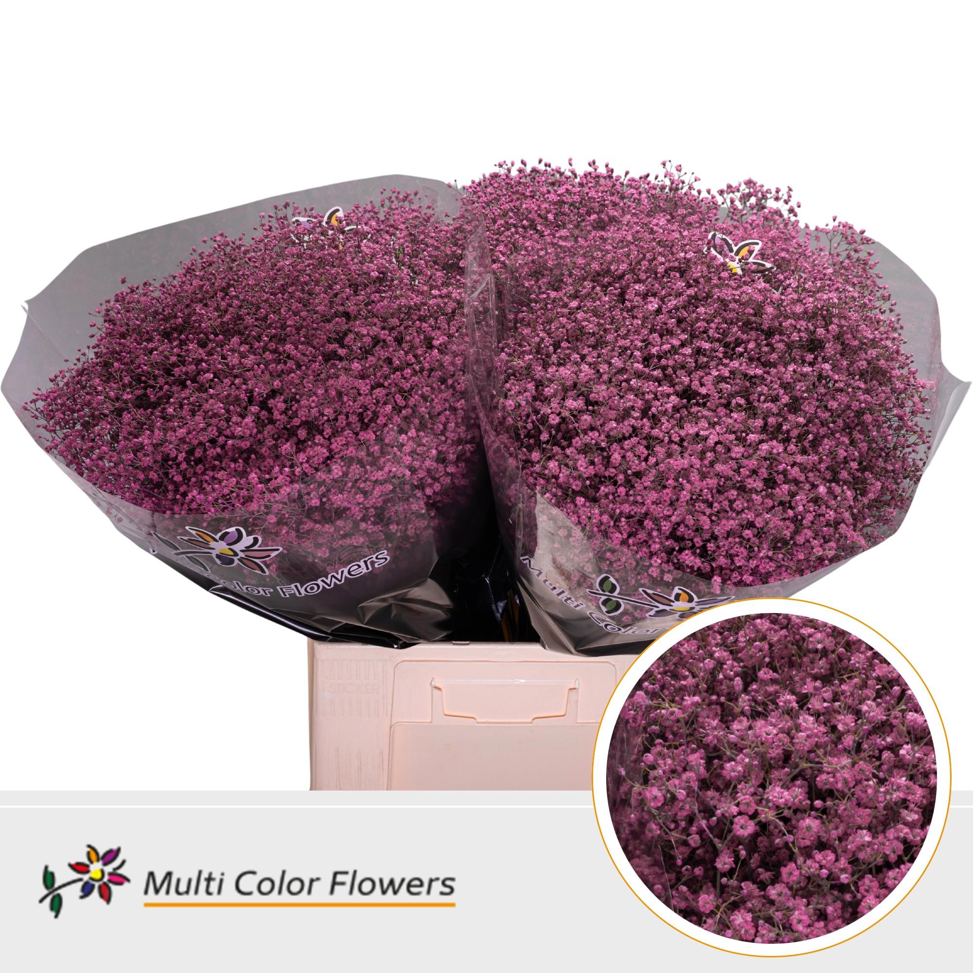 25x Gipskruid m.stars roze 70cm