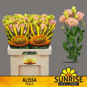 10x Eust.alissa peach du 70cm