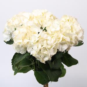 10x Hydr.schneeball 60cm