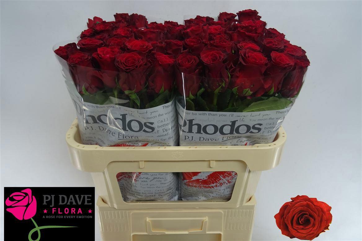 20x Rosa rhodos 70cm