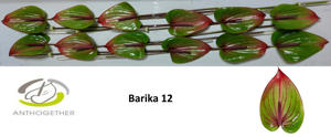 12x Anth.barika 10cm