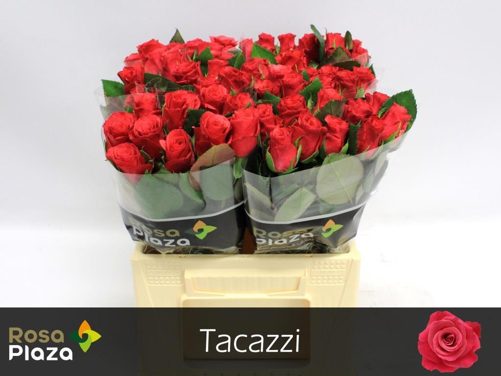 20x Rosa tacazzi+ 40cm