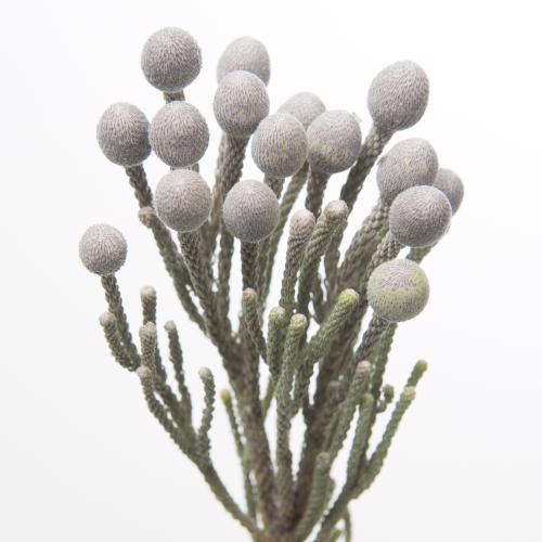 10x Pg brunia laevis 50cm