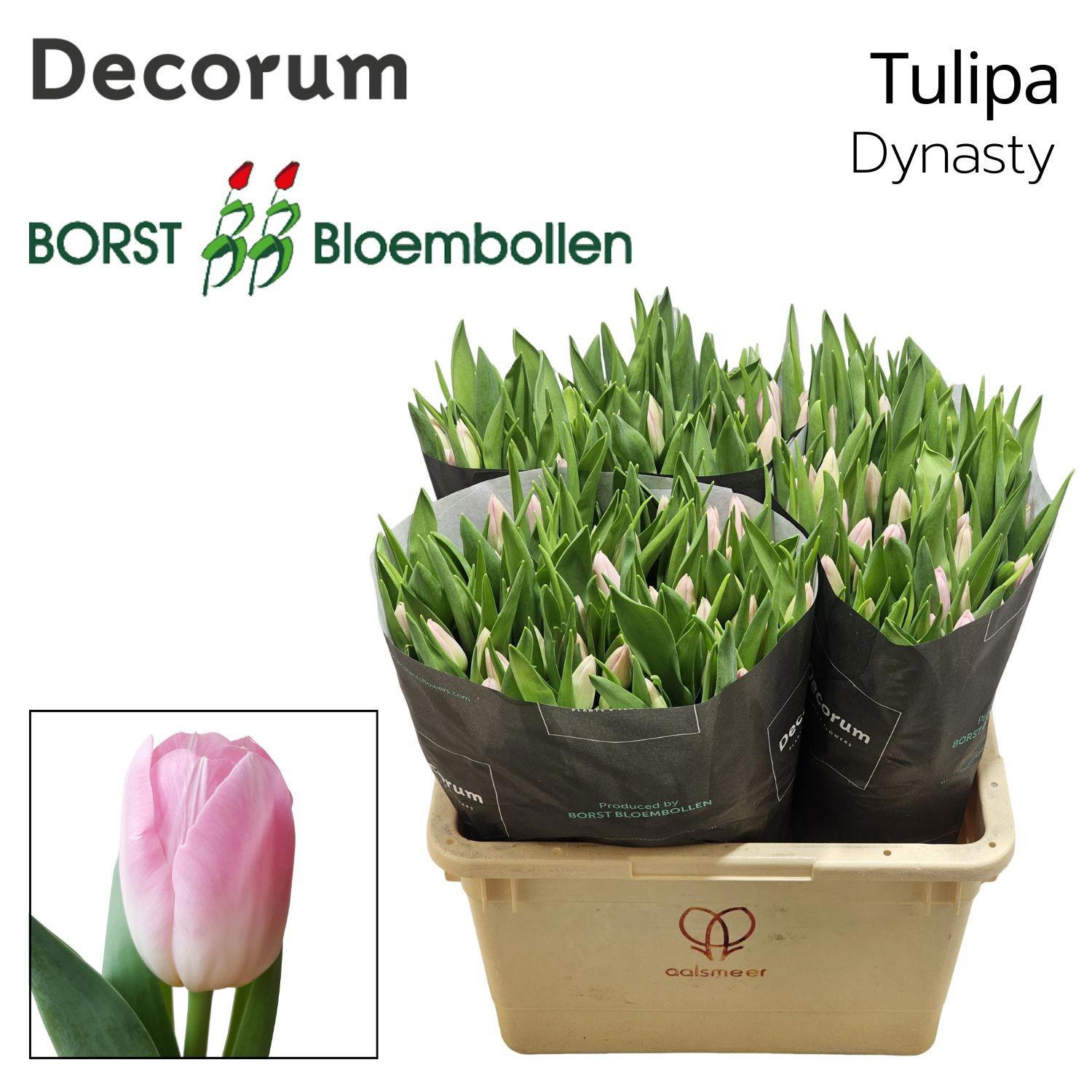 50x Tulipa dynasty en 40cm