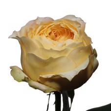24x Rosa gard.caramel antique 50cm