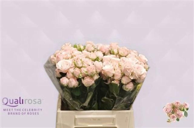 10x Rosa tr. bombastic 40cm