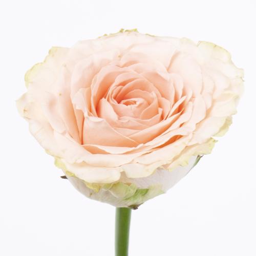 10x Rosa doris day 50cm