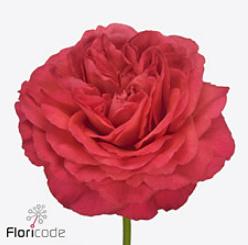 10x Rosa windsor charme+ 50cm