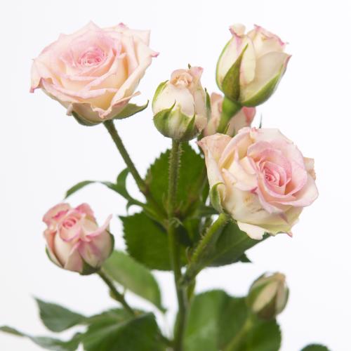 10x Rosa creamy twister 60cm
