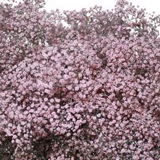 25x Gipskruid m.stars roze 70cm