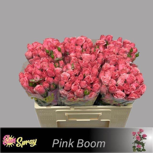 10x Rosa pink boom 50cm