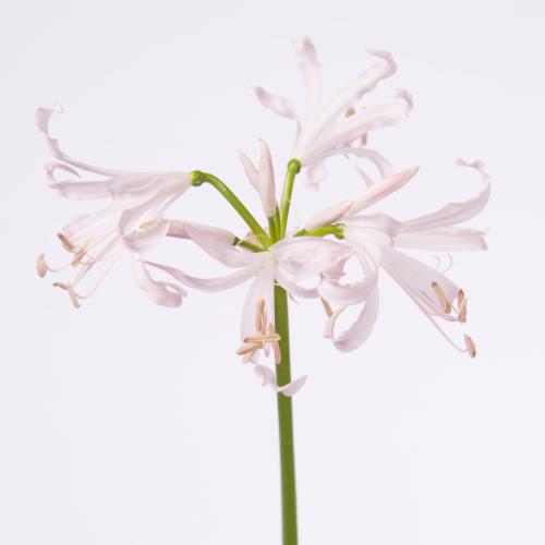 10x Nerine sofie 70cm